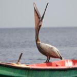 Pensiuni Sarichioi în Delta Dunării – sejur cu specific dobrogean