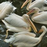 Excursii cu barca Sarichioi – plimbări pe Lacul Razim